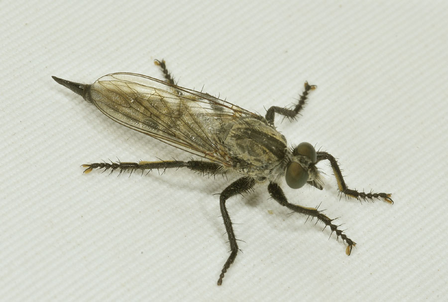 Asilidae da det 3